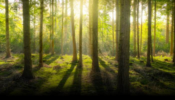 berikut ini merupakan fungsi hutan kecuali